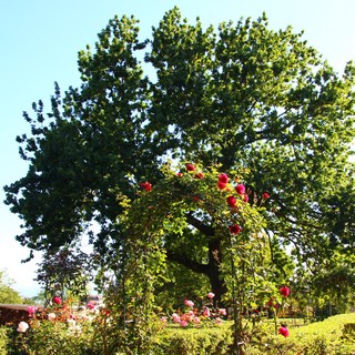 Garden Garden