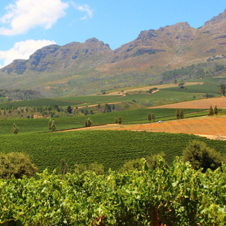 Stellenbosch vinyards Stellenbosch vinyards