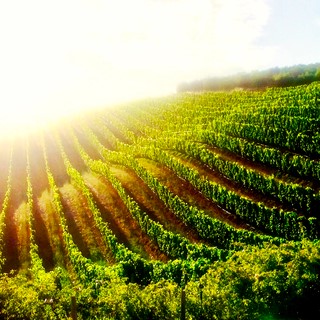 Stellenbosch vinyards Stellenbosch vinyards