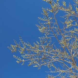 spring-green tree spring-green tree
