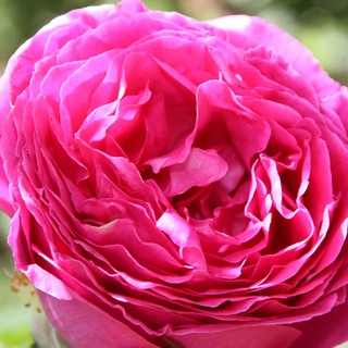 pink scenting beauty pink scenting beauty