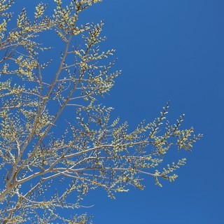 spring-green tree