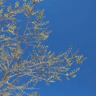 spring-green tree spring-green tree