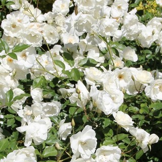 white iceberg roses white iceberg roses