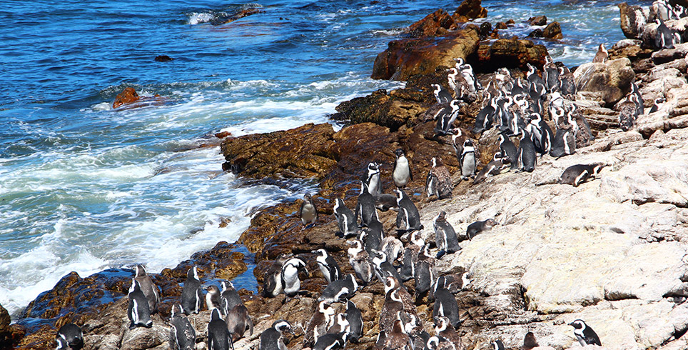 Pinguin-Kolonie in Betty`s Bay
