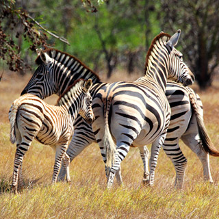 Tages-Safari bei Stellenbosch