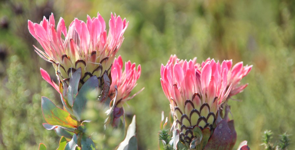 King Protea